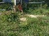 cliquez ici pour voir l'image (wDSCN4106.jpg)